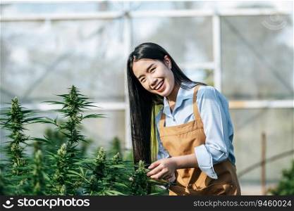 Portrait of Asian woman marijuana researcher checking marijuana cannabis plantation in cannabis farm, Business agricultural cannabis. Cannabis business and alternative medicine concept.