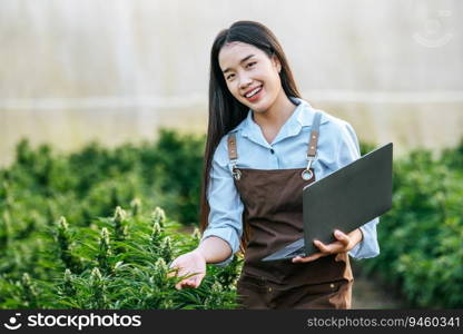 Portrait of Asian woman marijuana researcher checking marijuana cannabis plantation with computer laptop in cannabis farm, Business agricultural cannabis. Cannabis business and alternative medicine concept.