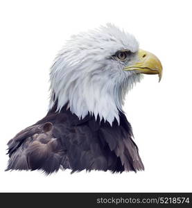 Portrait of Bald eagle isolated on white background