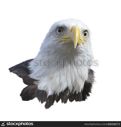 Portrait of Bald eagle isolated on white background