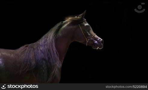 portrait of bay Arabian horse.