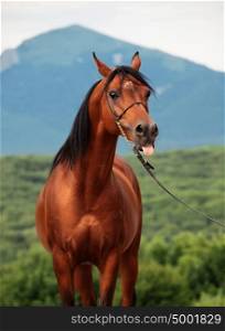 portrait of bay arabian stallion at mountain background