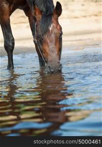 portrait of bay drinking horse . close up