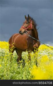 portrait of bay horse grazing in beautiful yellow flowers  blossom field. sunny day