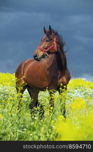 portrait of bay horse grazing in beautiful yellow flowers  blossom field. sunny day