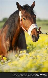  portrait of bay horse in blossom meadow in nice halter. close up. sunny day