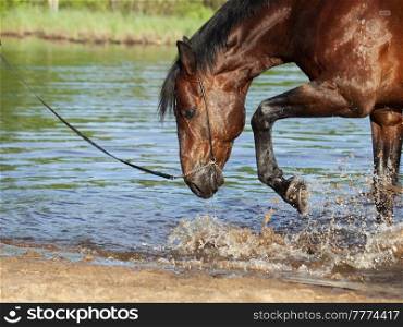 portrait of  bay horse  splashing and playing in lake 