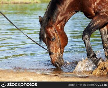 portrait of bay horse splashing and playing in lake . close up