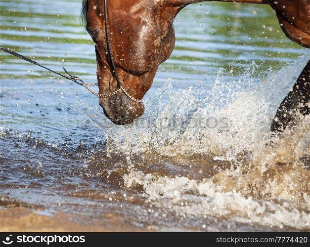 portrait of  bay horse  splashing and playing in lake . close up