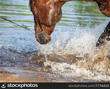 portrait of  bay horse  splashing and playing in lake . close up