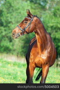 portrait of bay sportive horse