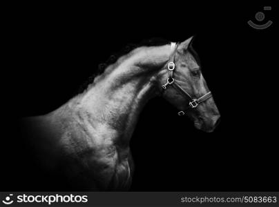 portrait of bay sportive horse at black background.
