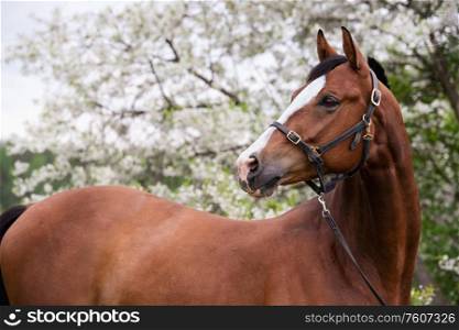 portrait of bay sportive horse at blossom tree background