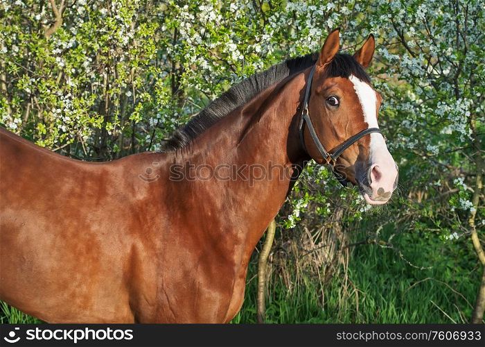 portrait of bay sportive horse near blossom tree