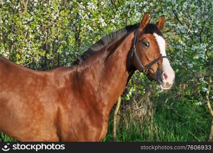 portrait of bay sportive horse near blossom tree