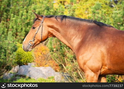 portrait of  bay sportive warmblood horse posing in  stable garden