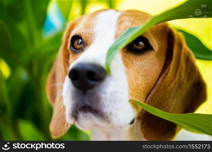 Portrait of Beagle dog between green leaves outdoors. Canine theme. Portrait of Beagle dog between green leaves outdoors.