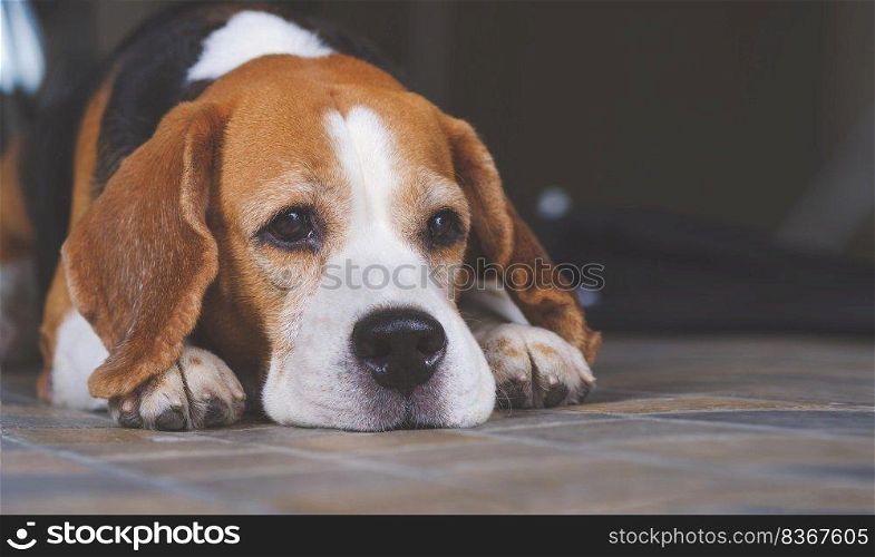 Portrait of beagle dog lying down on tile floor at home