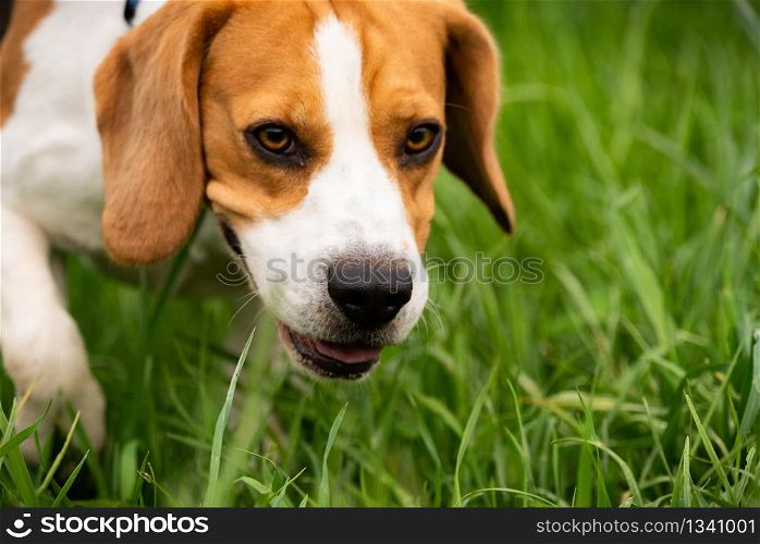 Portrait of Beagle dog outdoors in nature Dog themed background.. Portrait of Beagle dog outdoors in nature