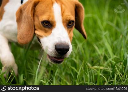 Portrait of Beagle dog outdoors in nature Dog themed background.. Portrait of Beagle dog outdoors in nature