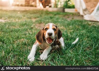 Portrait of beagle puppy in green grass in park. Cute lovely pet, new member of family. High quality photo. Beagle puppy on green grass in park. Cute lovely dog, pet, new member of family.