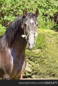 portrait of beautiful Andalusian grey stallion