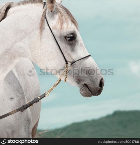 portrait of beautiful arabian white colt