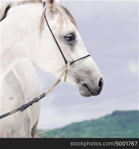 portrait of beautiful arabian white colt