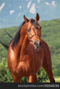 portrait of beautiful bay arabian stallion