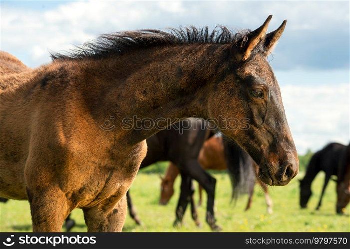 portrait of beautiful bay foal posing freely at pasture.  sunny summer day