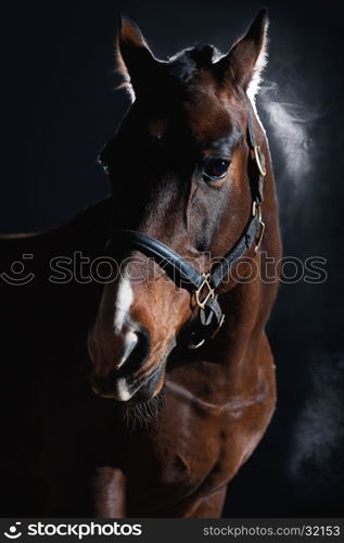 Portrait of beautiful bay horse on dark background