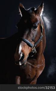 Portrait of beautiful bay horse on dark background