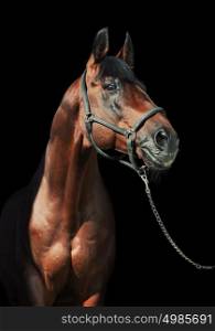 portrait of beautiful bay sportive stallion at black background