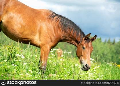 portrait of  beautiful bay sportive young  mare grazing  at freedom in pasture. cloudy summer day