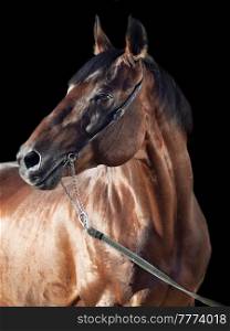 portrait of Beautiful bay stallion at black background