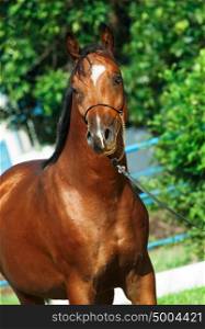 portrait of beautiful bay young arabian stallion