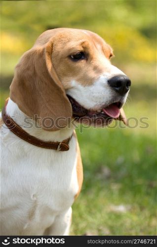 portrait of beautiful Beagle dog .
