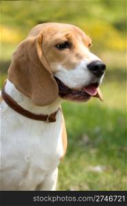 portrait of beautiful Beagle dog .