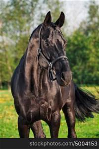 Portrait of beautiful black breed stallion