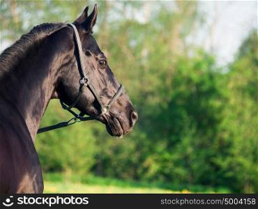 Portrait of beautiful black breed stallion