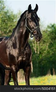 portrait of beautiful black breed stallion in spring field