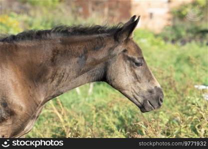  portrait of beautiful black- brown colt grazing at field .  