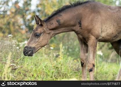  portrait of beautiful black- brown colt posing  at field .  cloudy day