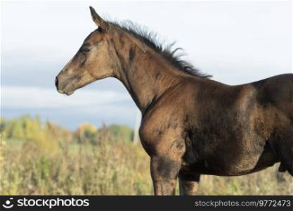  portrait of beautiful black- brown colt posing at   sunny evening
