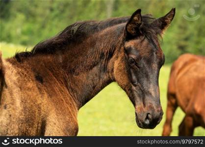 portrait of beautiful black  foal posing freely at pasture.  sunny summer day