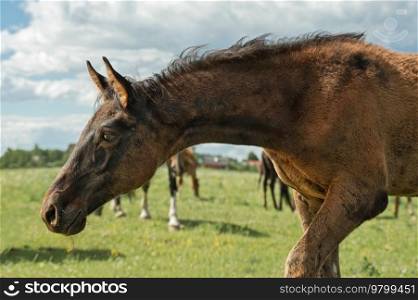portrait of beautiful black  foal walking  freely at pasture.  sunny summer day