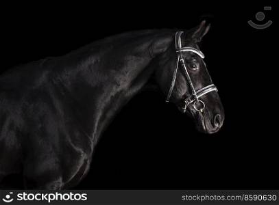 portrait of beautiful black horse at black background. studio shot