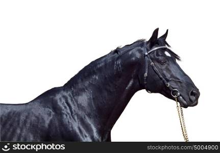 portrait of beautiful black horse isolated on white
