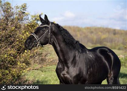 portrait of beautiful black horse  posing in meadow at sunset. spring time. 