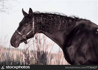 portrait of beautiful black horse  posing in  meadow. autumn season